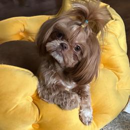 Lucy - Shih Tzu
