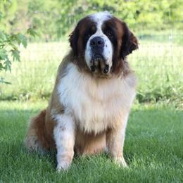 Rambo - Saint Bernard