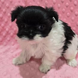 Laini - Black Mi-Ki puppy in Oakley, Michigan from BFF Mi-Kis