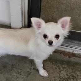 Christi - Chihuahua