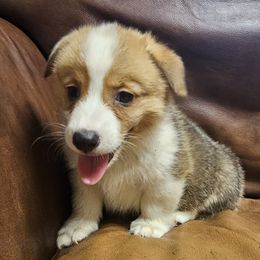 Wayne - Red male Pembroke Welsh Corgi puppy in Castle Rock, Washington from Heckman Corgis