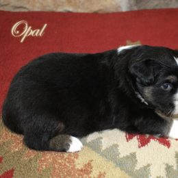 Opal - Black tri-color female Australian Shepherd puppy in Camp Springs, Kentucky from Diamond Paws Australian Shepherds