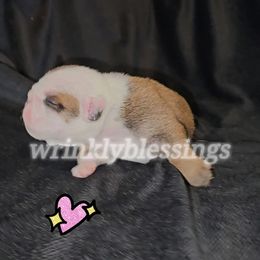 Daisy - Red brindle and white female Bulldog puppy in Granville, Iowa from Wrinkly Blessings English Bulldogs