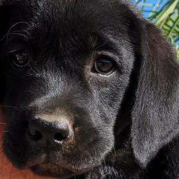 Labrador Retrievers from Wizedogs