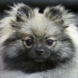 Winnie - Pomeranian