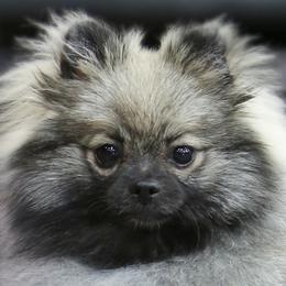 Winnie - Pomeranian