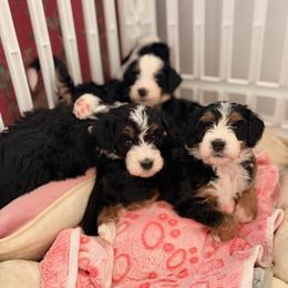 Edie - Tri-color female Bernedoodle puppy in Portland, Oregon from Sandy Creek Bernedoodles
