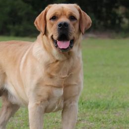 Labrador Retrievers from Abby Mitchell