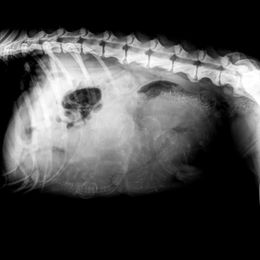 German Shepherd puppies from Shepherd's Meadow Guardians