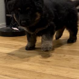 German Shepherd Puppies from Circle Oaks Shepherds