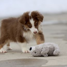 Australian Shepherd, Miniature American Shepherd, Miniature Australian Shepherd, and Toy Australian Shepherd Puppies from Painted Blue Aussies
