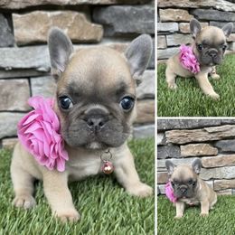 Elsa - Blue fawn female French Bulldog puppy in Jacksonville, Florida from Jacksonville Frenchies
