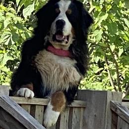 Grayson - Bernese Mountain Dog
