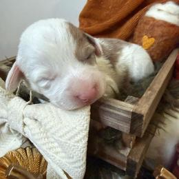 Mochi - Sable and white female American Corgi puppy in Paxton, Illinois from McGovern Family Corgis