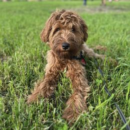 Goldendoodles from Greenhouse Goldendoodles