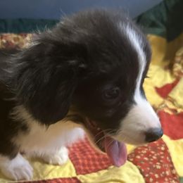 Autumn - Black and tan male Pembroke Welsh Corgi puppy in Lima, New York from Hickory Springs Corgis