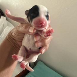 Girl 2 - Black and white female Havanese puppy in Morriston, Florida from OPA! Havanese (formerly Elysium Fields)