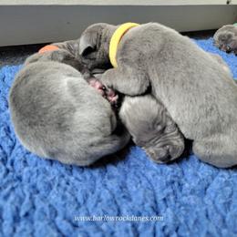 Girl 3 - Blue female Great Dane puppy in Trail, Oregon from Barlow Rock Danes