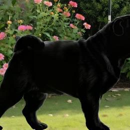 Orchid - Pug