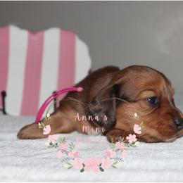Spark (no collar and pink) - Sable female Dachshund puppy in Pope, Mississippi from Anna’s Mini Doxies