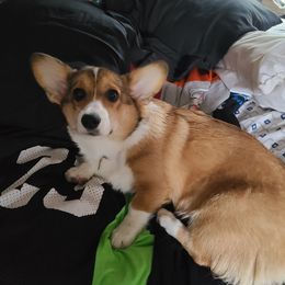 Maria - Pembroke Welsh Corgi