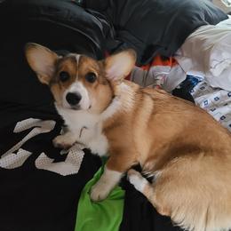 Maria - Pembroke Welsh Corgi