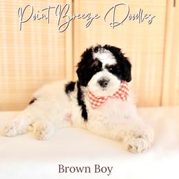 Brown Boy - Tri-color male Bernedoodle puppy in Rochester, New York from Point Breeze Doodles, LLC