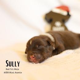 Sully RTM5 - Red tri male Miniature Australian Shepherd puppy in Nacogdoches, Texas from TK Standard, Mini, & Toy Aussies