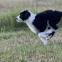 Girl 2:  Sold - White and black Bordoodle puppy in Pavo, Georgia from The Painted Egg at Copper Barrel Farm