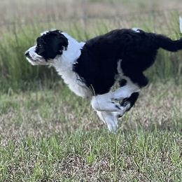 Girl 2:  Sold - White and black Bordoodle puppy in Pavo, Georgia from The Painted Egg at Copper Barrel Farm