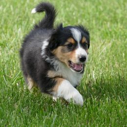 English Shepherd Puppies from Oerly's English Shepherds