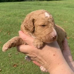 Jennifer Lawrence - Apricot female Poodle puppy in Mount Gilead, Ohio from Cats Creek Standard Poodles
