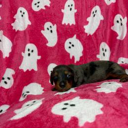 Spotty - Dapple male Dachshund puppy in Lake City, Florida from My Ditzy Doxies of Florida