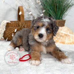 Red boy - Merle male Bernedoodle puppy in Waukesha, Wisconsin from Bernedoodle Boutique (and Cavapoos)