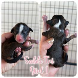 Girl 3 - female Bernedoodle puppy in Youngstown, Florida from Wonderland’s Boujie Kennels