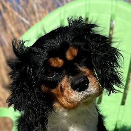 Cavalier King Charles Spaniels, Cavapoos, Cockapoos, and Cocker Spaniels from Enchanted Spaniels