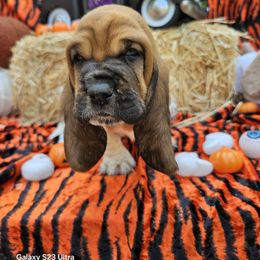 Grandpa New Orleans - Brown black and white male Basset Hound puppy in Big Rapids, Michigan from Basket Hound Bassets