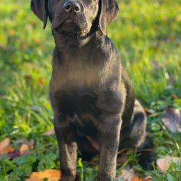 Labrador Retriever Puppies from Outside Labrador Retrievers