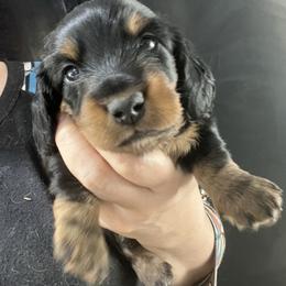 Humphrey - Black and tan male Dachshund puppy in Bigfork, Minnesota from Dachshunds Up North