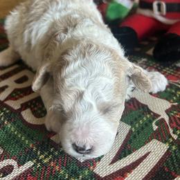 Jingle, 5 days old - Brown white and tan male Cockapoo puppy in Crawford, Colorado from Saddle Mountain Doodles