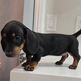 Black and tan - Black female Dachshund puppy in Hesperia, California from VOM HAUSE IMPERIAL