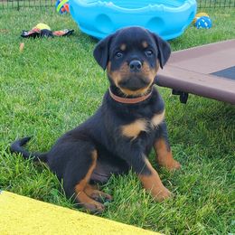 Boy 2 - Black and mahogany male Rottweiler puppy in Athol, Idaho from Vom Corvinus Haus Rottweilers
