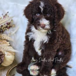 Jersey - Brown and white female Sheepadoodle puppy in Cleveland, Georgia from Jam's Doodles And Poodles