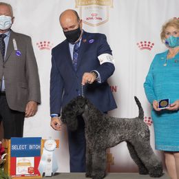 Kerry Blue Terriers from Rocky Mountain Kerry Blue Terriers