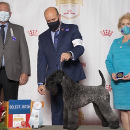 Kerry Blue Terriers from Rocky Mountain Kerry Blue Terriers