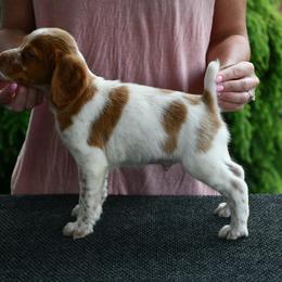 Jack - Orange roan male Brittany puppy in Hollidaysburg, Pennsylvania from Royal Flush Farms