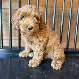 Joker - Red  male Goldendoodle puppy in North Franklin, Connecticut from Lynn's Goldens