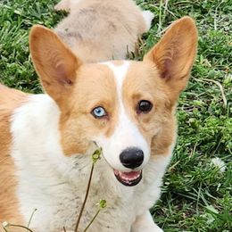 Blondie - American Corgi