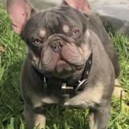 Herbert - French Bulldog