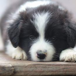 Border Collie Puppies from Mondenkind Kennels